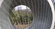 Jodła kontra świerk. Jeden gatunek wytrzyma dłużej i mniej się sypie