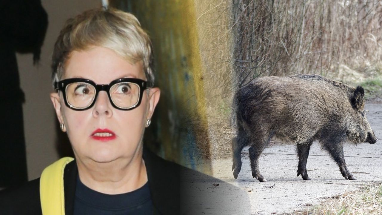 Dzik zabity na placu zabaw. Ostre słowa Korwin-Piotrowskiej