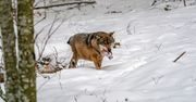 Podkarpacie: Radni pytają o obecność wilków. Co na to ekspert?