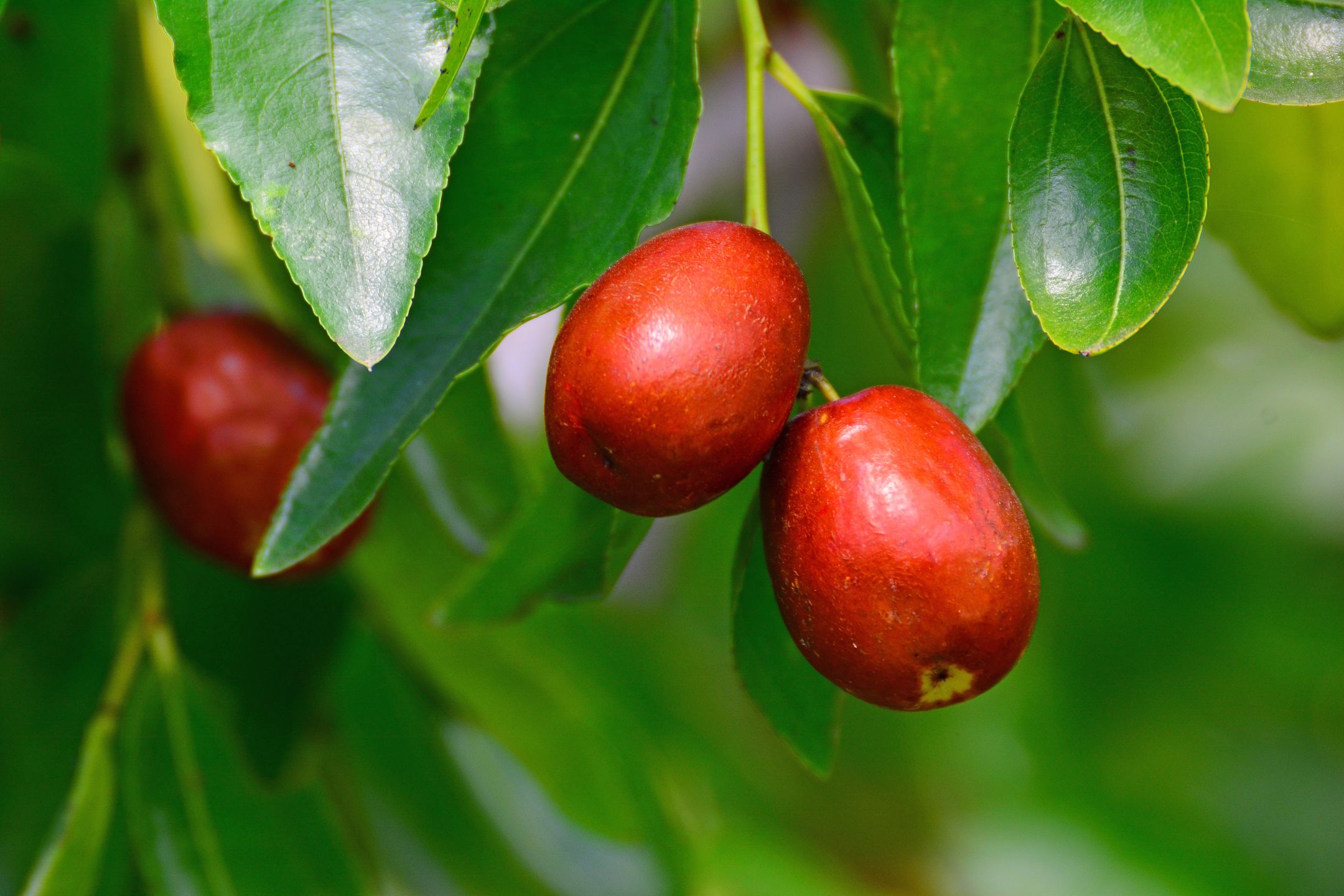 Ziziphus jujuba