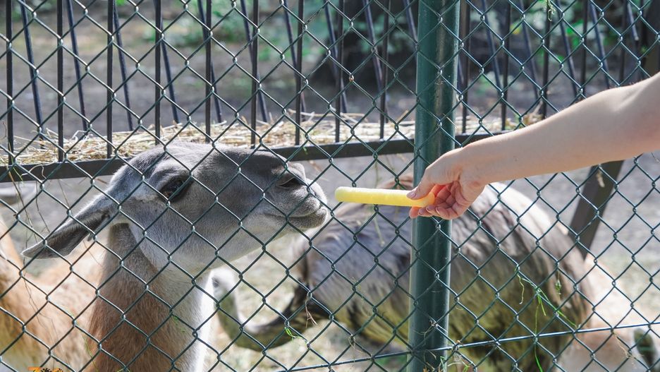 Dokarmianie zwierząt w ogrodach zoologicznych (zdjęcie ilustracyjne)