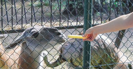 Nigdy nie róbcie tego w zoo. Takie zachowanie szkodzi zwierzętom