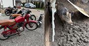 Dąbrowa Tarnowska: Policja rozbiła gang włamywaczy. Kradli, co się tylko dało. Mieli nawet dziki w zagrodzie