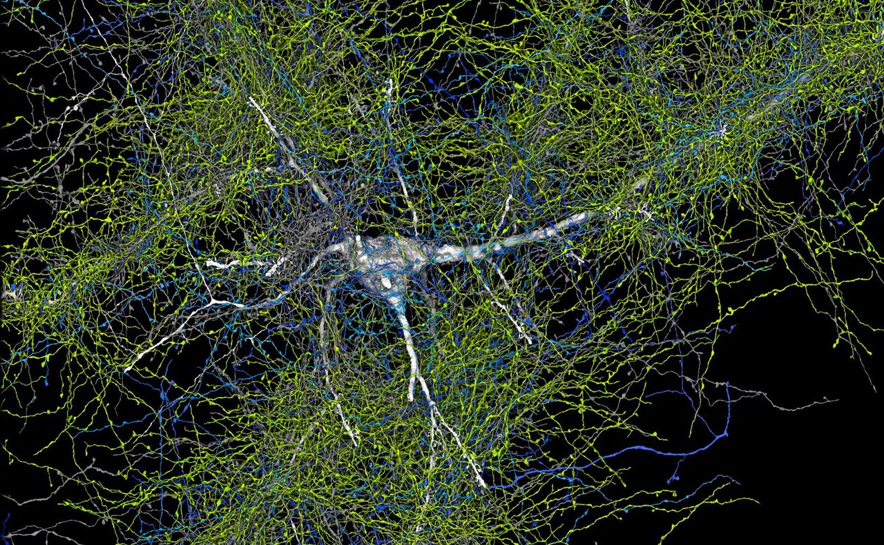 Harvard and Google unveil groundbreaking brain map