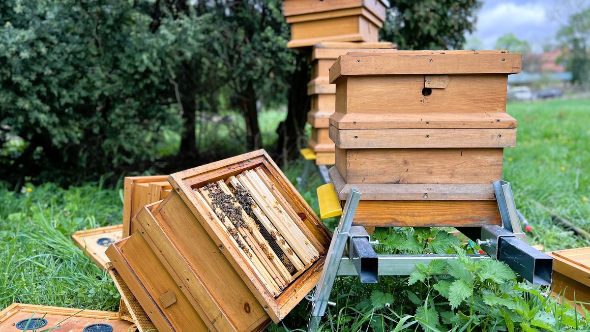 Zatrzymano dwóch nastoletnich wandali, którzy zniszczyli pasiekę w ogrodzie pałacu w Wilanowie