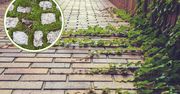Jak pozbyć się chwastów z kostki brukowej? Wystarczą trzy rzeczy
