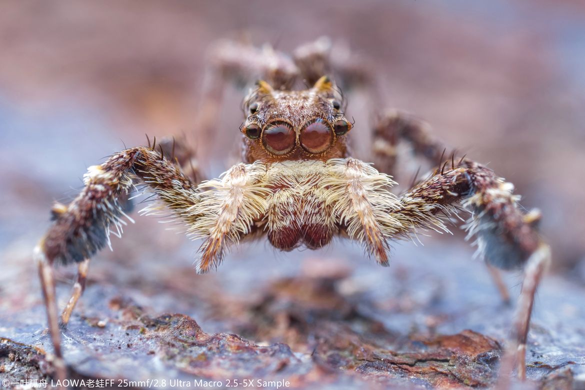 Laowa 25 mm f/2.8 2.5-5x Ultra Macro - zdjęcia przykładowe i cena 11