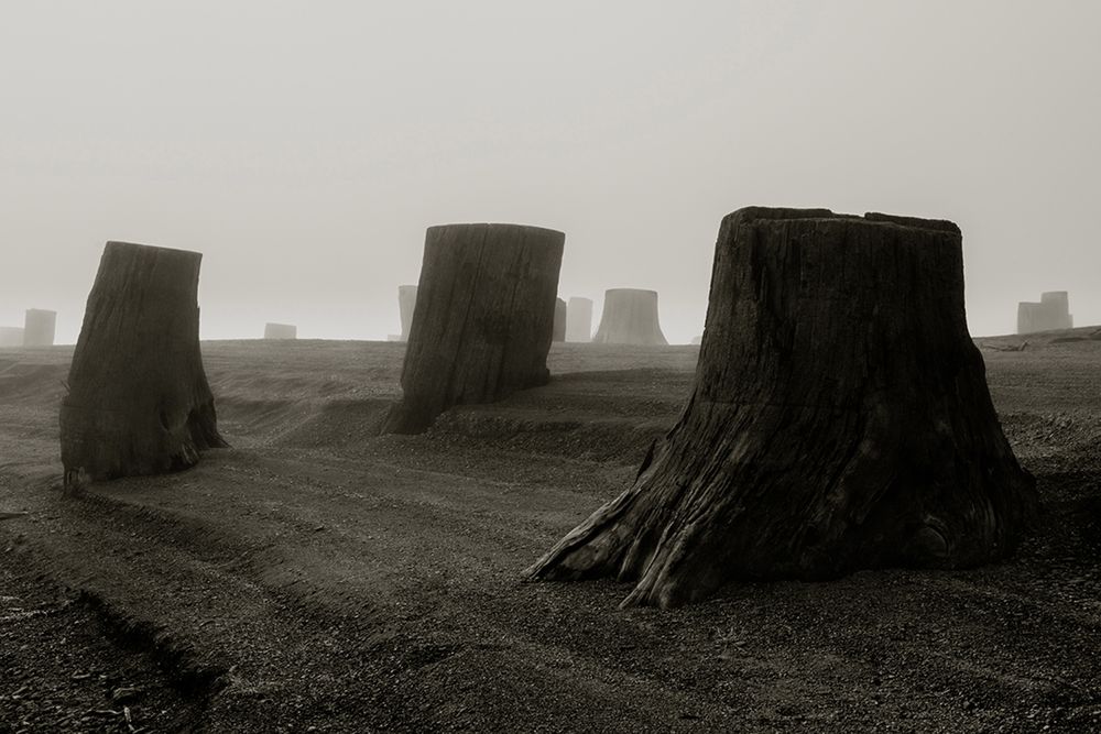 „Clearcut” to opowieść o tym, dlaczego potrzebujemy Dnia Ziemi 13