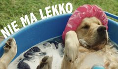 Żywiec w reklamie Jasnego Lekkiego przekonuje "Nie ma lekko? Właśnie Ż jest"