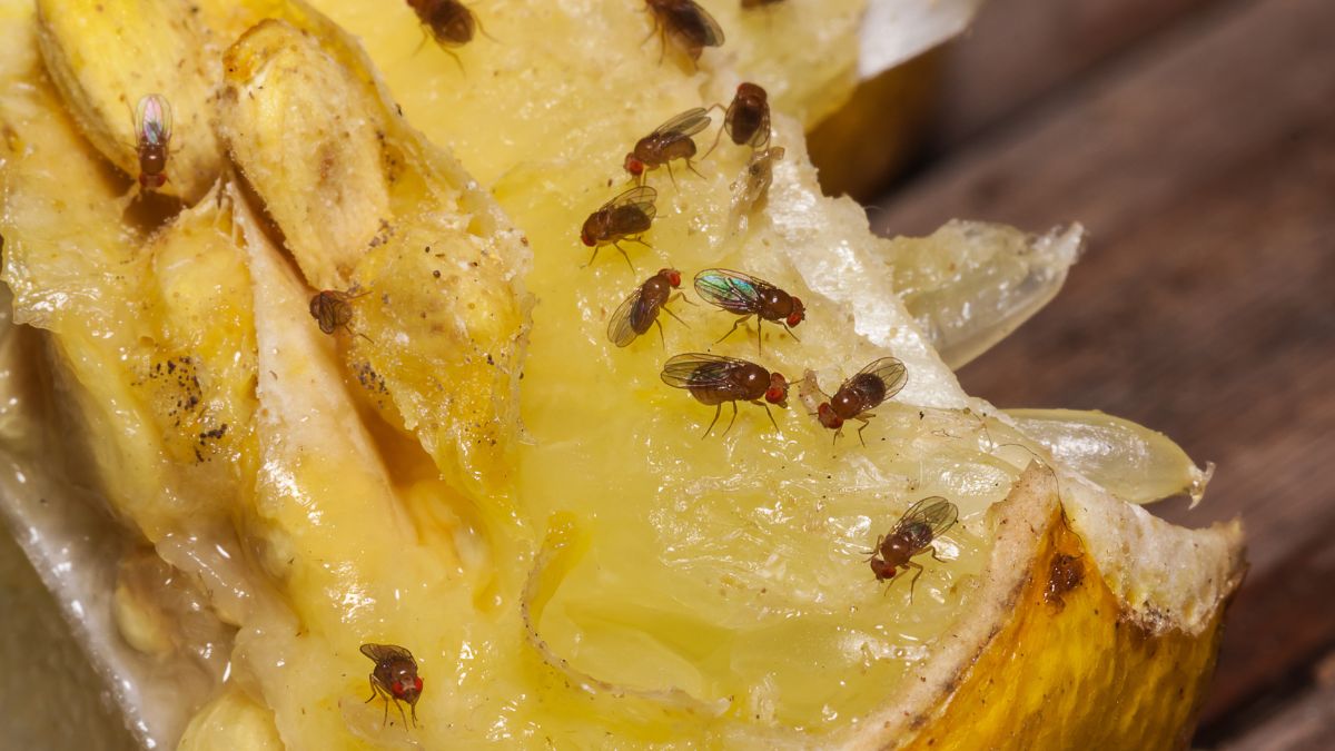 Jak pozbyć się muchek owocówek? 