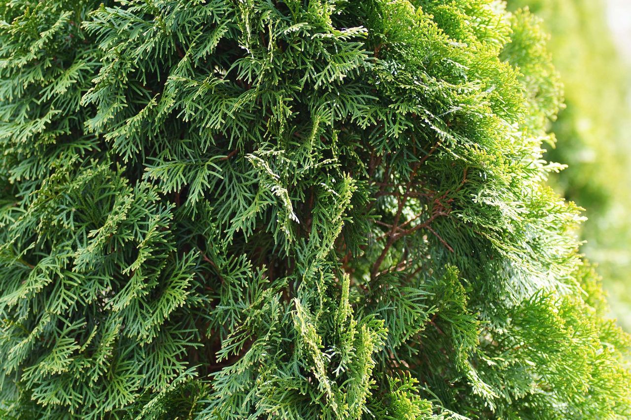 Zauważyłeś pajęczyny na tujach? To nie pająki, tylko groźny szkodnik!