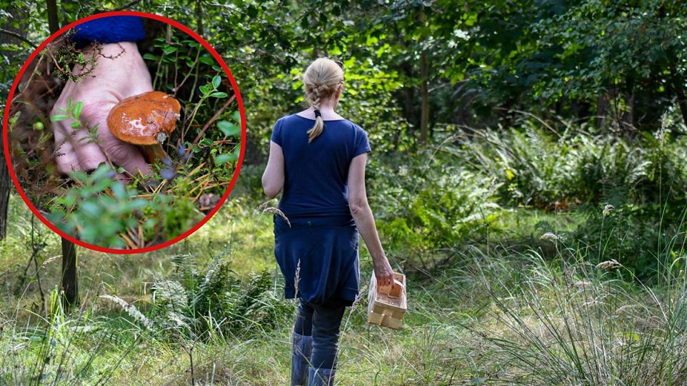Podczas wycieczki do lasu trzeba uważać nie tylko na trujące gatunki grzybów
