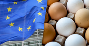 Polscy producenci jaj w konflikcie z Unią Europejską. "Trzeba konsumentów przekonać"