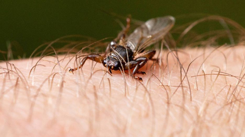 "Latające kleszcze" mogą być bardzo niebezpieczne 