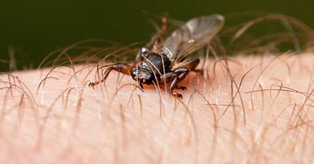 Lasy Państwowe biją na alarm. Wysysają krew nawet 25 minut