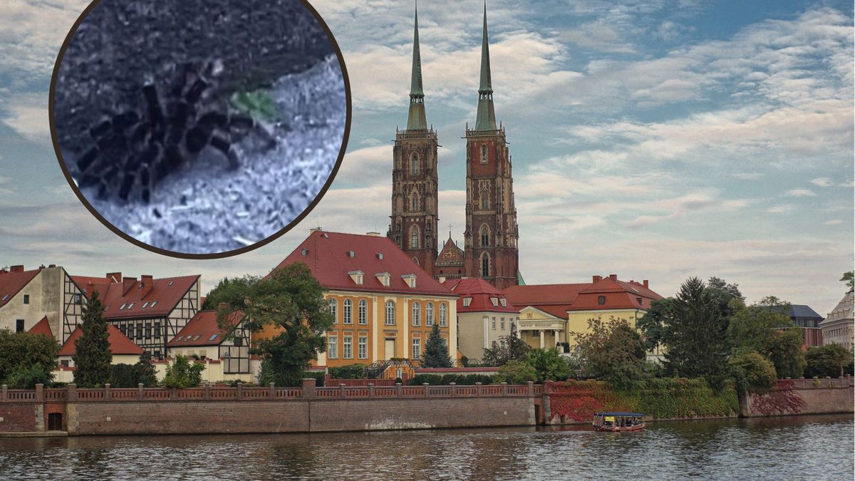 mieszkańcy obawiali się ptasznika na schodach w mieście, okazało się, że to tylko wylinka