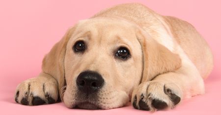 Labrador retriever. Pies idealny? Niekoniecznie dla każdego