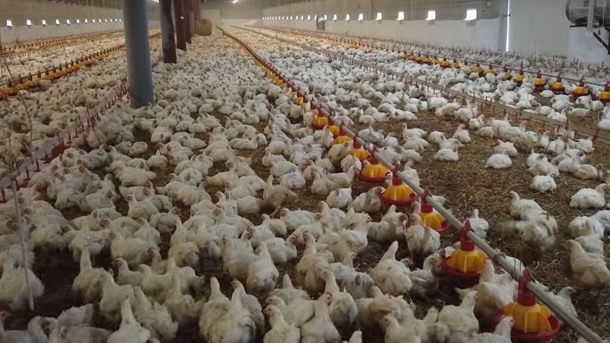 Śmierć kurczaków w męczarniach