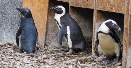Kuriozalna wpadka w zoo. "Natura lubi płatać figle"