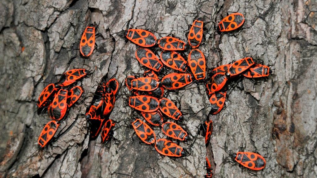 Kowal bezskrzydły, kowal dwuplamek (Pyrrhocoris apterus)