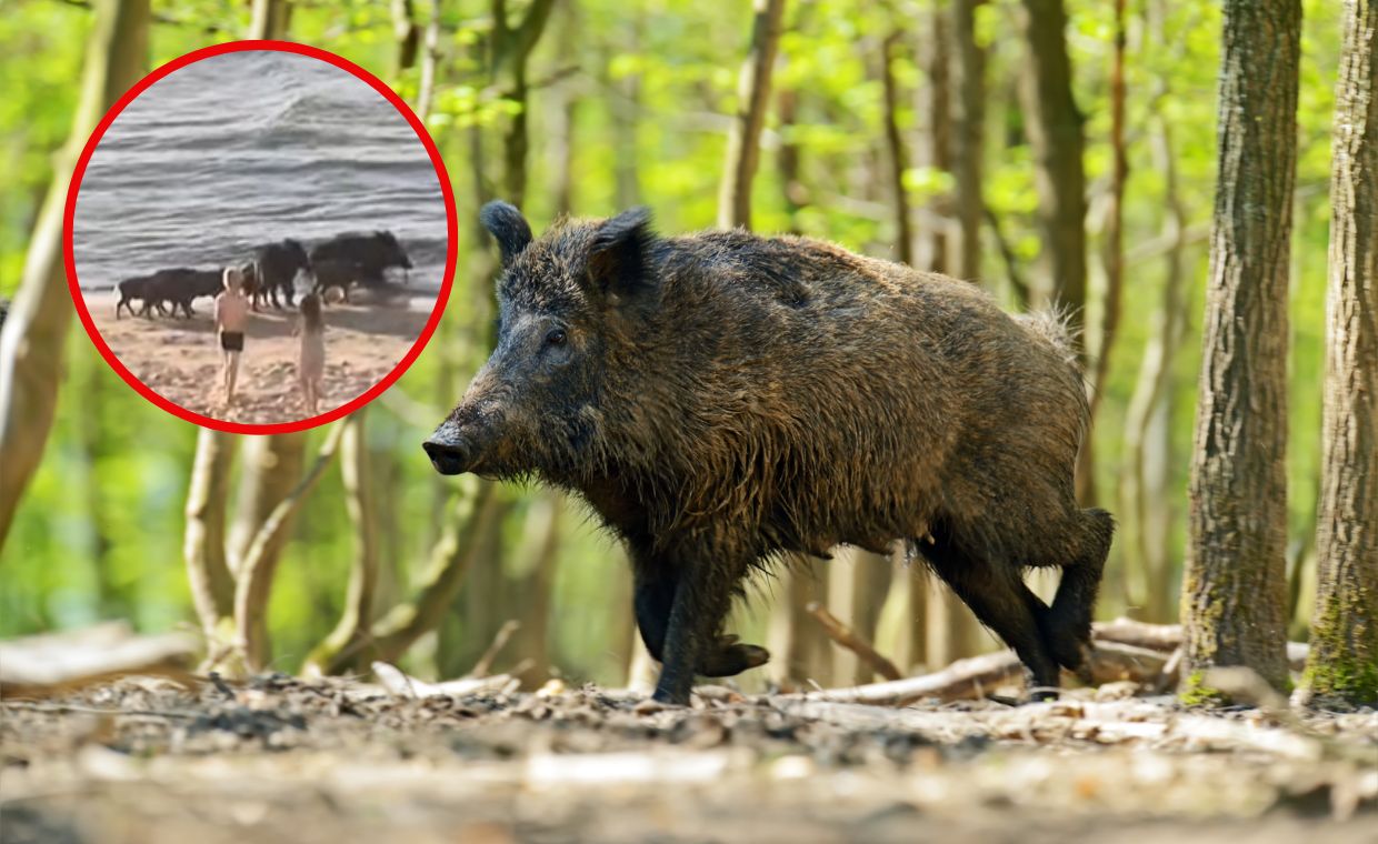 Dziki nad morzem to coraz częstsze zjawisko