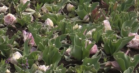Tulipany ''ofiarami'' koronawirusa