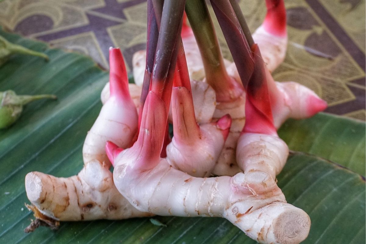 Galangal is a cousin of ginger.
