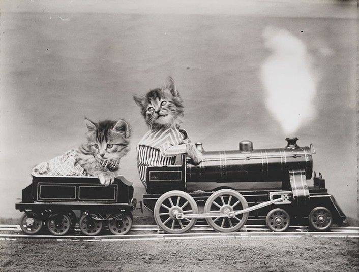 Kocie portrety sprzed 100 lat 6