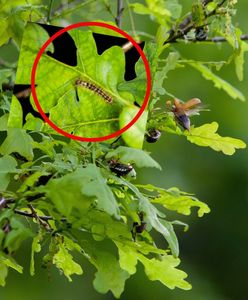 Poparzona kobieta w Poznaniu. Ostrzeżenie przed groźną gąsienicą