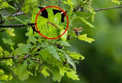 Poparzona kobieta w Poznaniu. Ostrzeżenie przed groźną gąsienicą