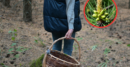 Są za darmo, a leczą. Weź duży koszyk, bo teraz zbiory będą okazałe
