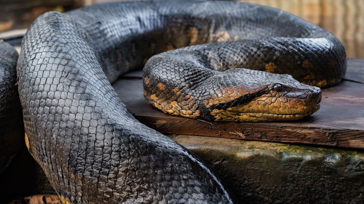 Anakondy coraz częściej widywane są na obszarach miejskich