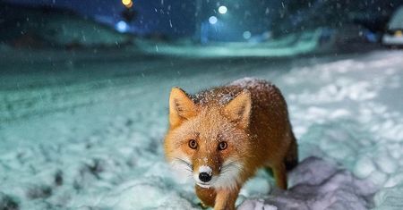 Najbardziej popularne zdjęcia na Instagramie National Geographic w 2017 roku