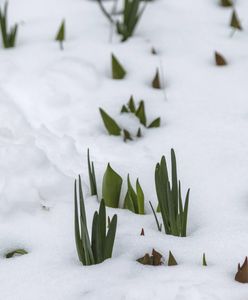 Kapryśna pogoda. Wiosenne burze i zamiecie śnieżne