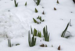 Kapryśna pogoda. Wiosenne burze i zamiecie śnieżne