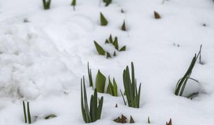 Kapryśna pogoda. Wiosenne burze i zamiecie śnieżne