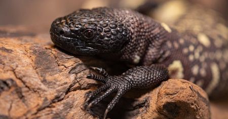Wrocław. W naturze grozi im zagłada. W ZOO urodziły się jadowite osobniki