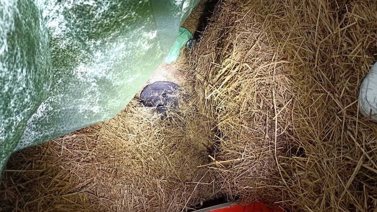 Mężczyzna ukrywał się w słomie