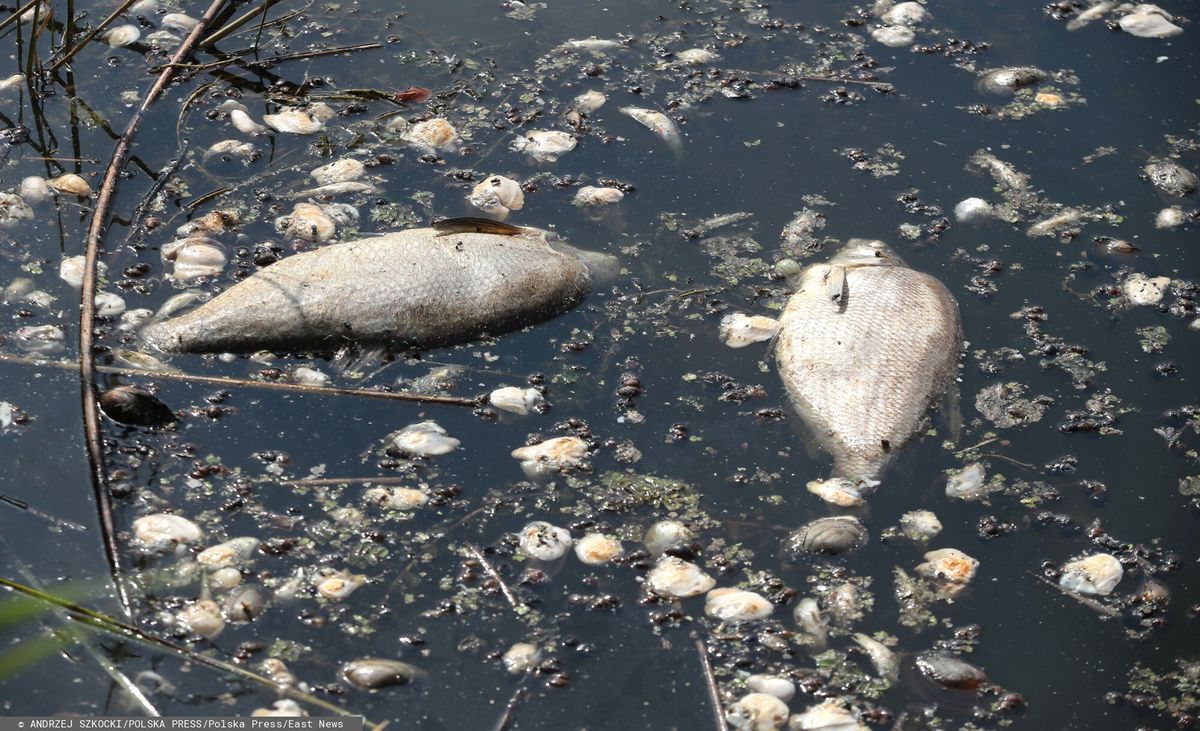 Zatruta Odra. Są wyniki badań z Wiednia 