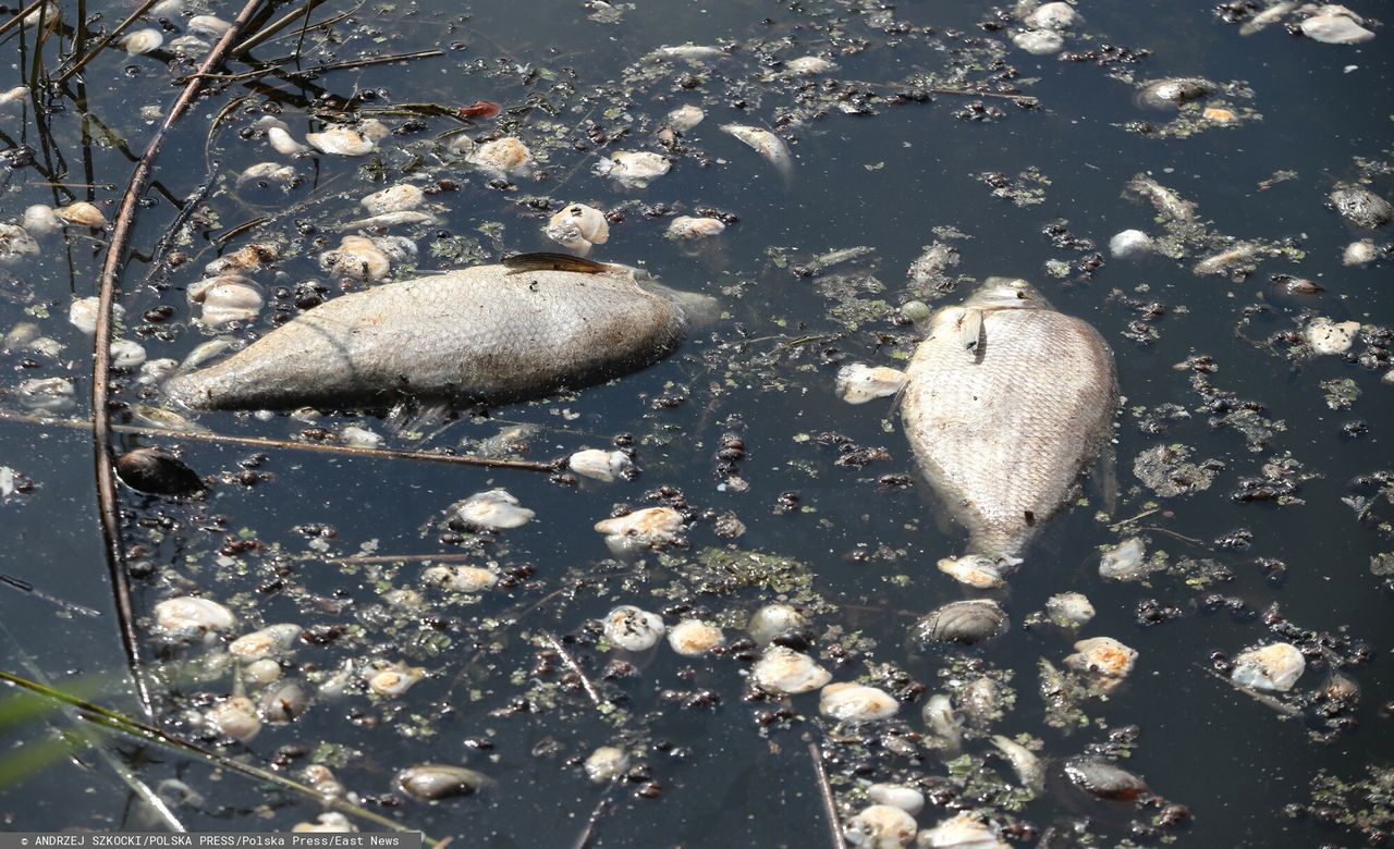 Zatruta Odra. Są wyniki badań z Wiednia