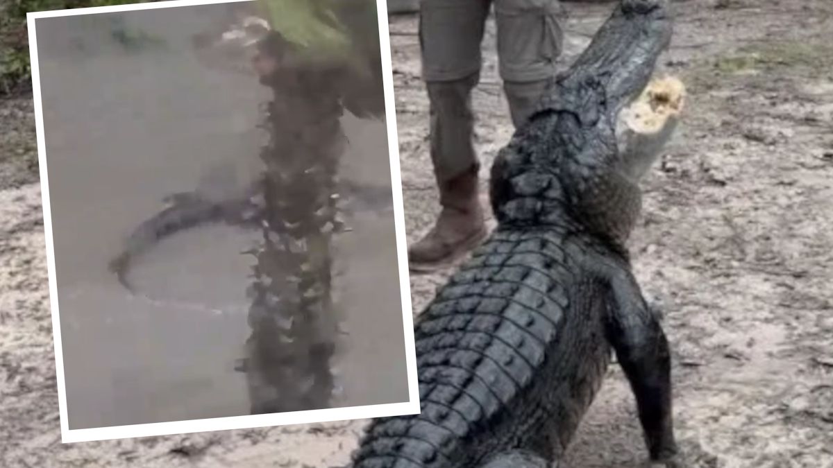 Huragan niesie niebezpieczeństwo i aligatory.