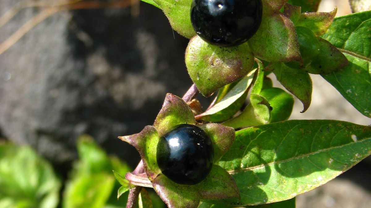 Uważajcie na te jagody - leśnicy ostrzegają! 