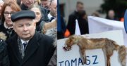 WYPCHANY LIS na Marszu Prawa i Sprawiedliwości (FOTO)