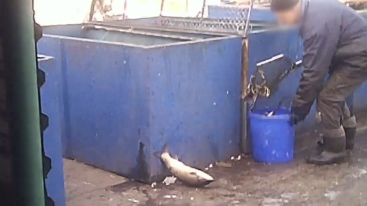 Sprzedaż ryb na targowisku przy ul. Niestachowskiej w Poznaniu.