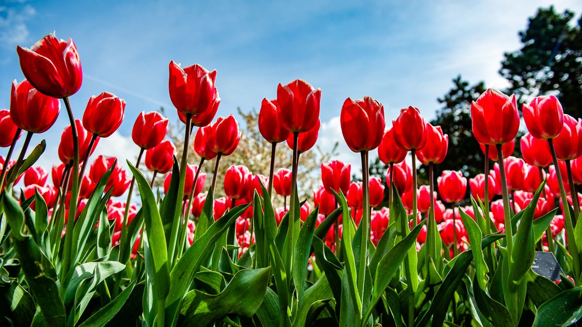 A view of a group of tulips that can be seen in Keukenhof, one of the world's largest flower gardens, and are situated in Lisse, The Netherlands, on April 23rd, 2023. (Photo by Romy Arroyo Fernandez/NurPhoto via Getty Images)