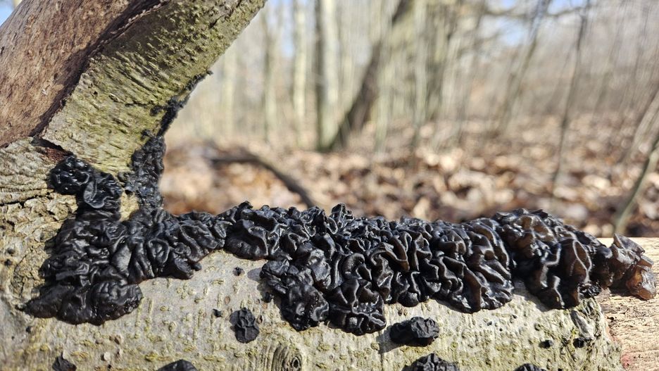 Dziwne, czarne narośla na pniach zwalonych drzew to w rzeczywistości grzyby