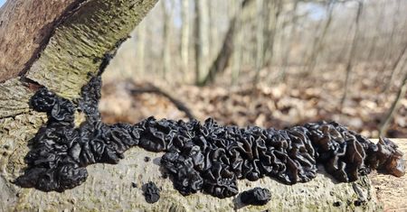 Szpetne masło czarownicy i galareta z horroru. Niezwykłe zjawisko w polskich lasach