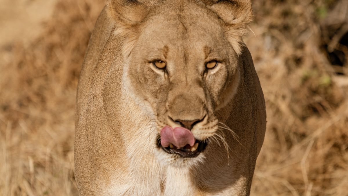lwica zagryzła mężczyznę na śmierć