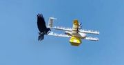 Kruk kontra dron. Kto wygrał zaciętą walkę?