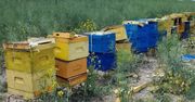 Zdemolowane ule. Śmierć milionów pszczół